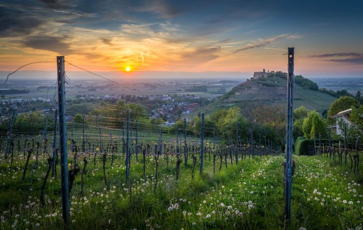 Malerische Weinberge in Staufen im Breisgau